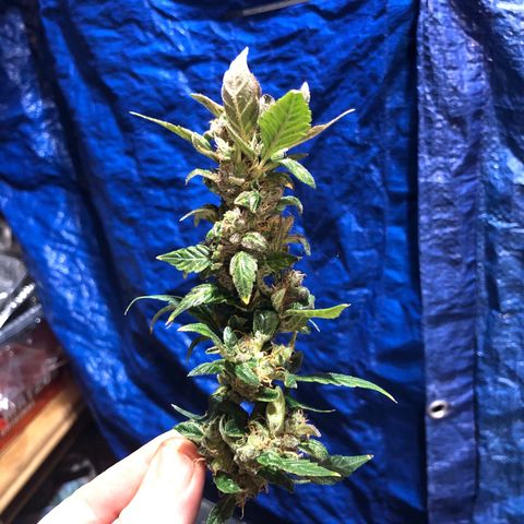 Royal Bluematic Auto - RQS growlog timeline photo