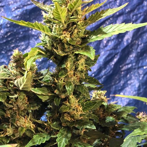 Royal Bluematic Auto - RQS growlog timeline photo