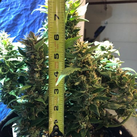 Royal Bluematic Auto - RQS growlog timeline photo