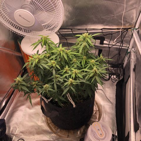 Royal Bluematic Auto - RQS growlog timeline photo