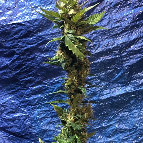 Royal Bluematic Auto - RQS growlog timeline photo