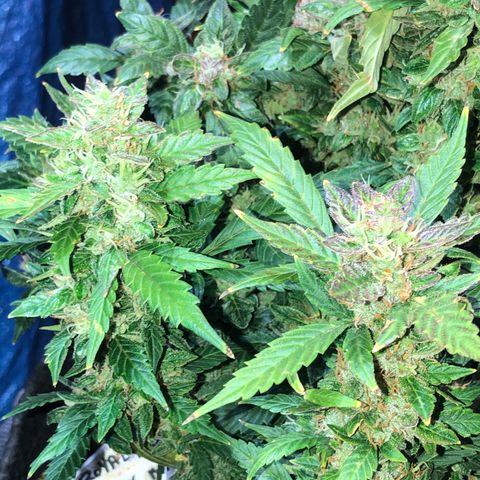 Royal Bluematic Auto - RQS growlog timeline photo