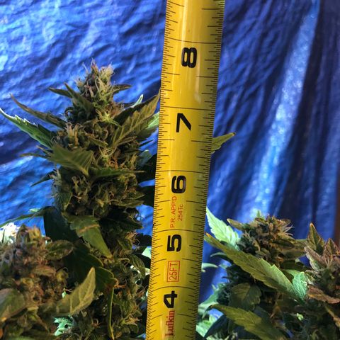 Royal Bluematic Auto - RQS growlog timeline photo