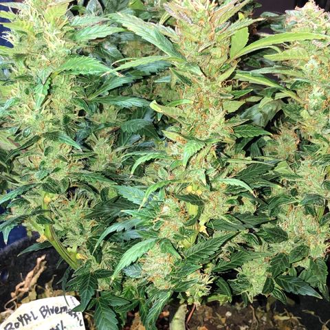 Royal Bluematic Auto - RQS growlog timeline photo