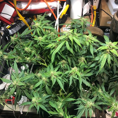Fat Banana Auto - RQS growlog timeline photo
