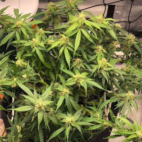 Fat Banana Auto - RQS growlog timeline photo