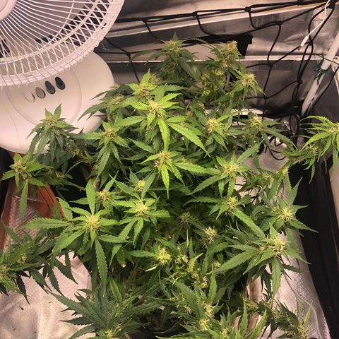 Fat Banana Auto - RQS growlog timeline photo