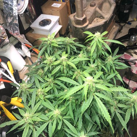 Fat Banana Auto - RQS growlog timeline photo