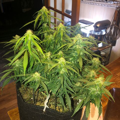 Fat Banana Auto - RQS growlog timeline photo