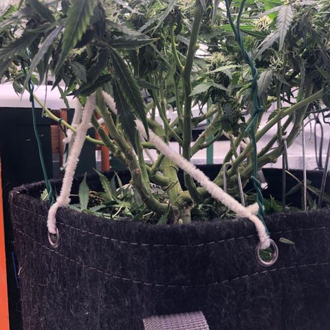 Fat Banana Auto - RQS growlog timeline photo