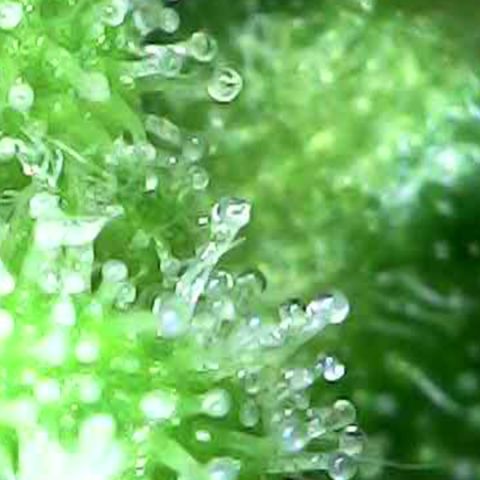 Fat Banana Auto - RQS growlog timeline photo