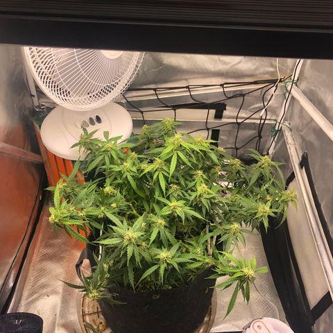 Fat Banana Auto - RQS growlog timeline photo