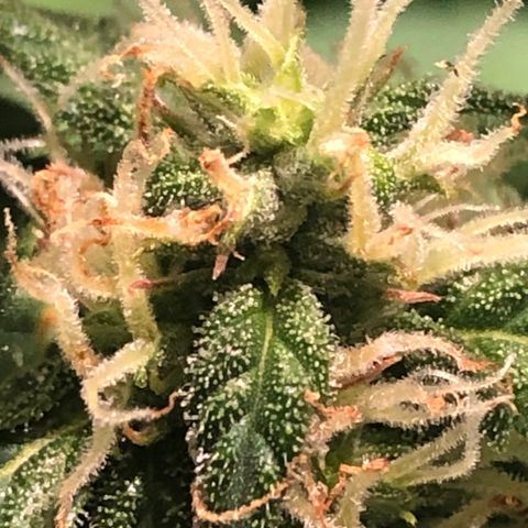 Fat Banana Auto - RQS growlog timeline photo