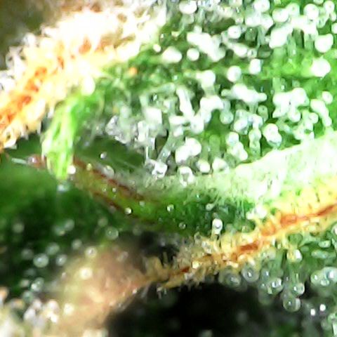 Fat Banana Auto - RQS growlog timeline photo