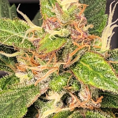Fat Banana Auto - RQS growlog timeline photo