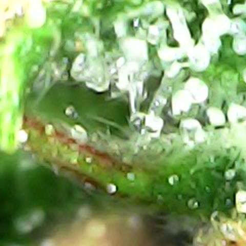 Fat Banana Auto - RQS growlog timeline photo