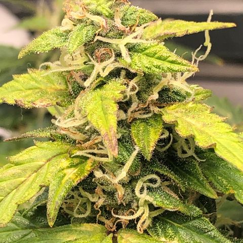 Fat Banana Auto - RQS growlog timeline photo