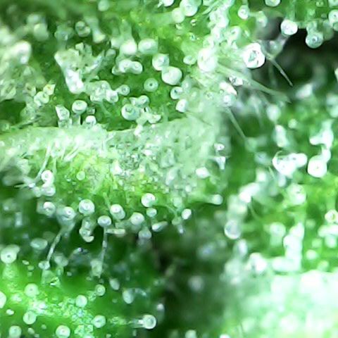 Fat Banana Auto - RQS growlog timeline photo
