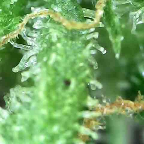 Fat Banana Auto - RQS growlog timeline photo