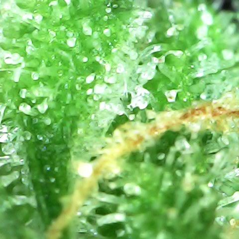 Fat Banana Auto - RQS growlog timeline photo