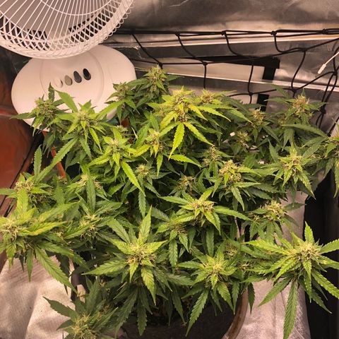 Fat Banana Auto - RQS growlog timeline photo