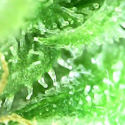 Fat Banana Auto - RQS growlog timeline photo