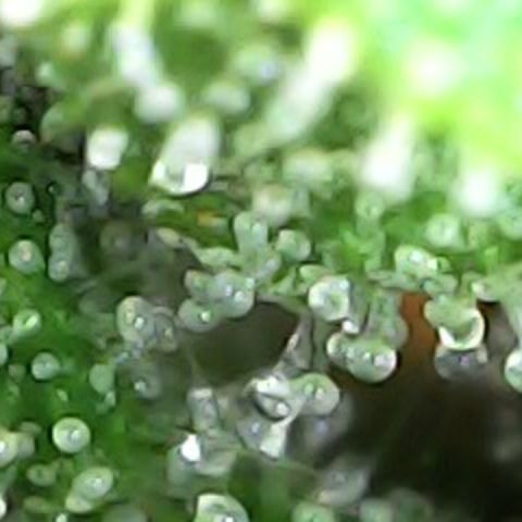 Fat Banana Auto - RQS growlog timeline photo