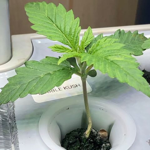 “BUBBLES” - Bubba Kush by RQS growlog timeline photo