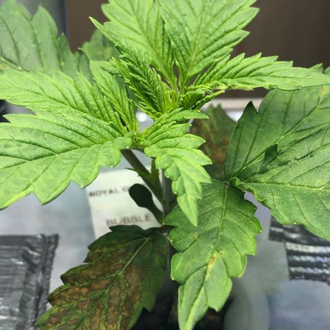 “BUBBLES” - Bubba Kush by RQS growlog timeline photo