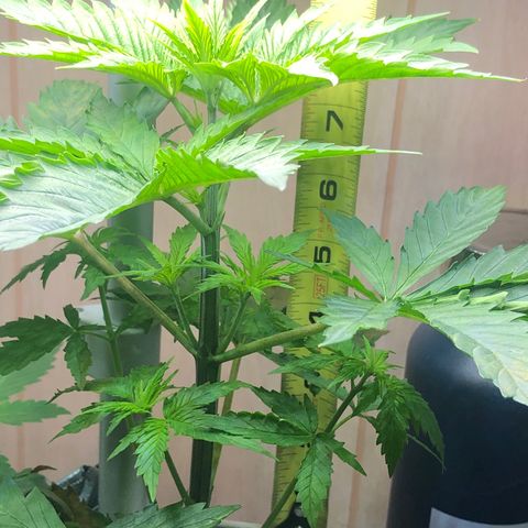 “BUBBLES” - Bubba Kush by RQS growlog timeline photo