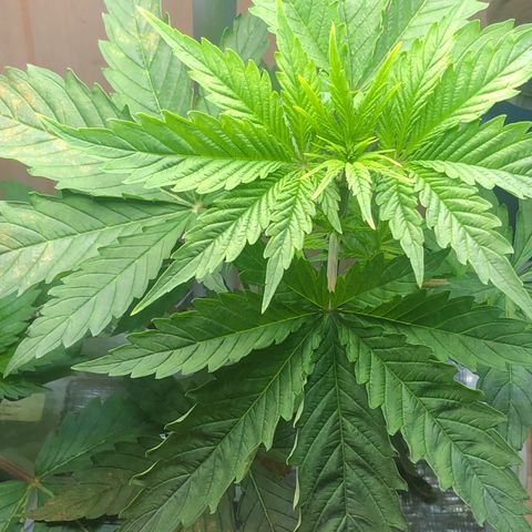 “BUBBLES” - Bubba Kush by RQS growlog timeline photo