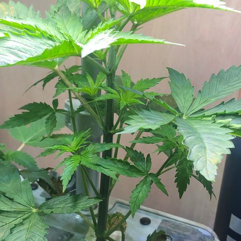 “BUBBLES” - Bubba Kush by RQS growlog timeline photo