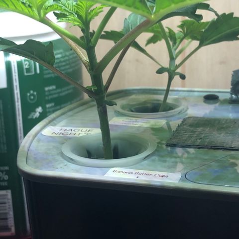 “HEATHER” - Hague Night’s by Chaotic Genetics growlog timeline photo