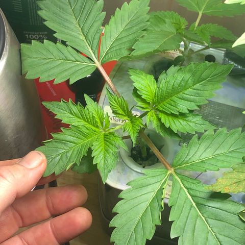 “HEATHER” - Hague Night’s by Chaotic Genetics growlog timeline photo
