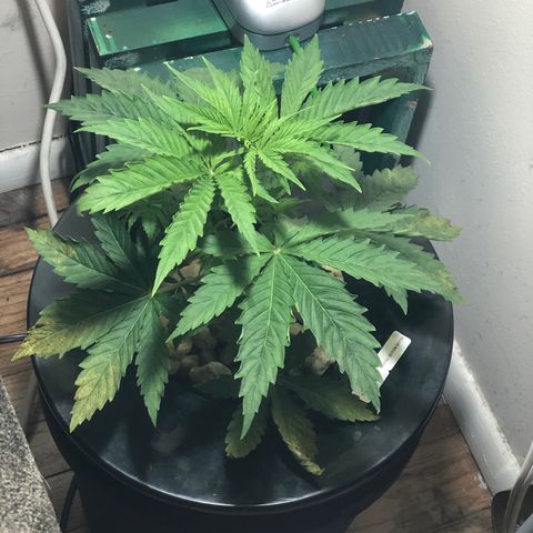 “BUBBLES” - Bubba Kush by RQS growlog timeline photo