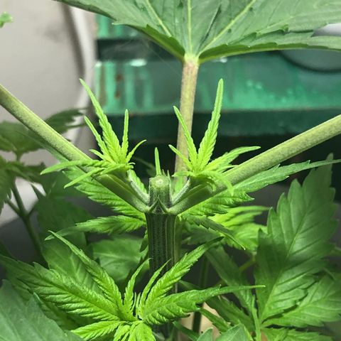 “BUBBLES” - Bubba Kush by RQS growlog timeline photo