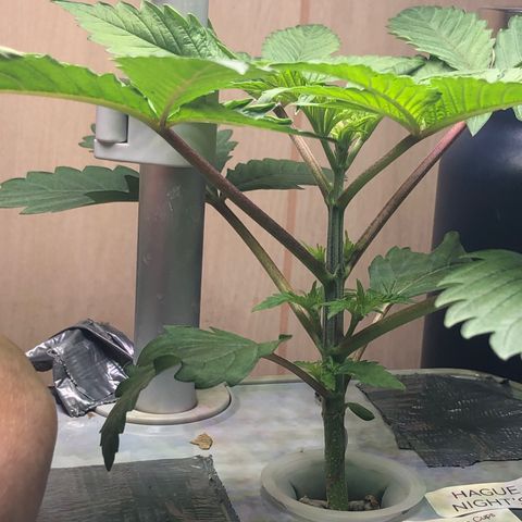 “HEATHER” - Hague Night’s by Chaotic Genetics growlog photo: She’s getting huge! What great genetics 