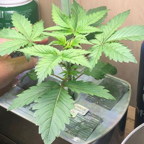 “HEATHER” - Hague Night’s by Chaotic Genetics growlog photo: She’s getting huge! What great genetics 