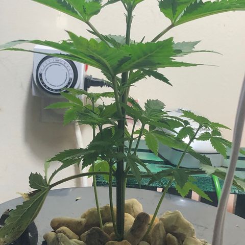 “BUBBLES” - Bubba Kush by RQS growlog timeline photo