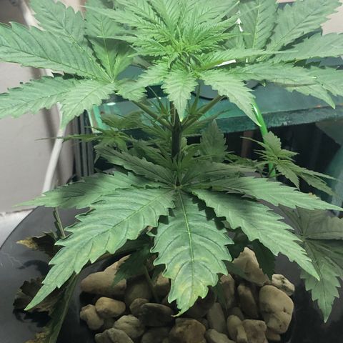 “BUBBLES” - Bubba Kush by RQS growlog timeline photo