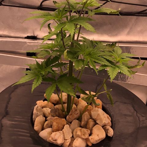 “BUBBLES” - Bubba Kush by RQS growlog timeline photo