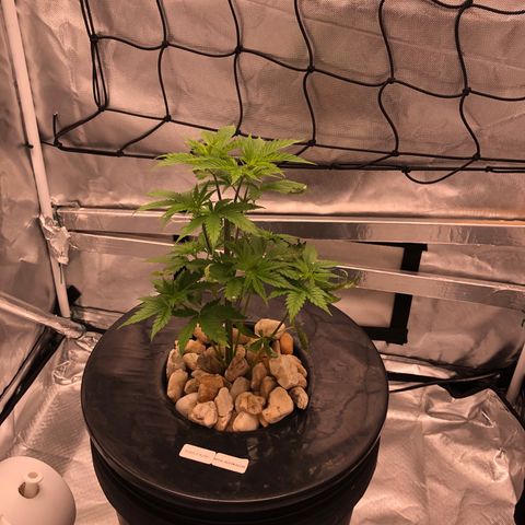 “BUBBLES” - Bubba Kush by RQS growlog timeline photo