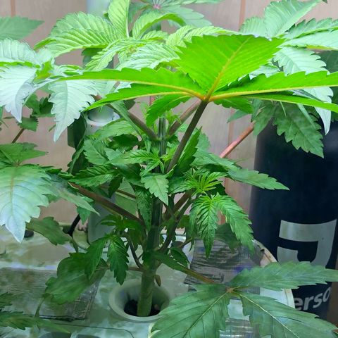 “HEATHER” - Hague Night’s by Chaotic Genetics growlog timeline photo
