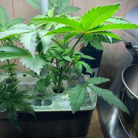 “HEATHER” - Hague Night’s by Chaotic Genetics growlog timeline photo