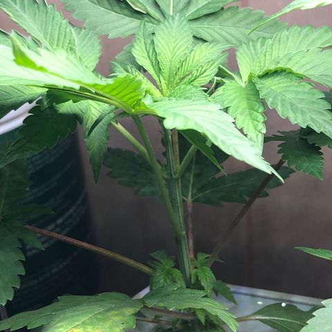 “HEATHER” - Hague Night’s by Chaotic Genetics growlog timeline photo