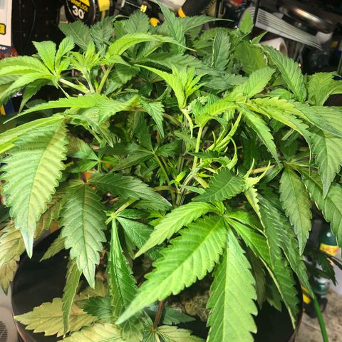 “HEATHER” - Hague Night’s by Chaotic Genetics growlog timeline photo