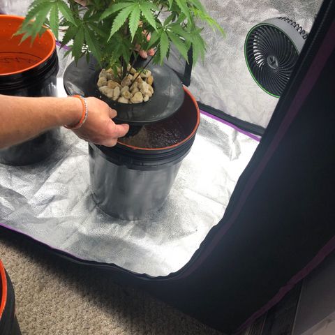 “HEATHER” - Hague Night’s by Chaotic Genetics growlog timeline photo