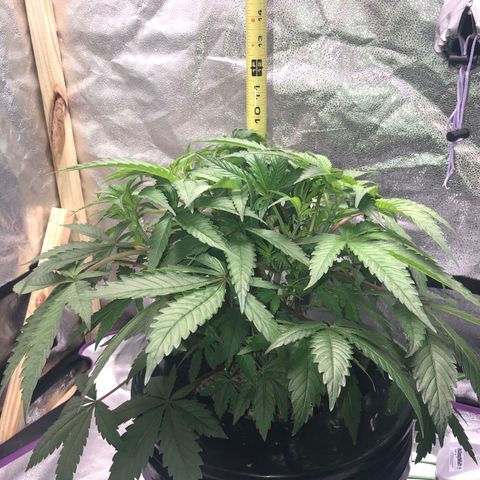 “HEATHER” - Hague Night’s by Chaotic Genetics growlog timeline photo