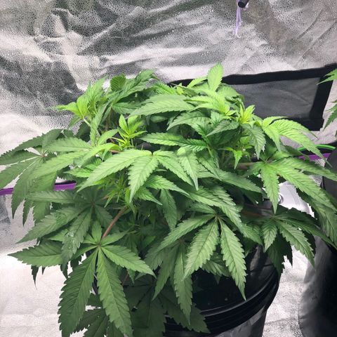 “HEATHER” - Hague Night’s by Chaotic Genetics growlog timeline photo
