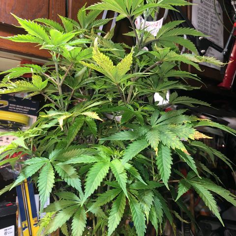 “HEATHER” - Hague Night’s by Chaotic Genetics growlog timeline photo